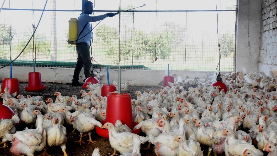 Delhi bans import of live birds, closes Ghazipur poultry market for 10 days amid bird flu scare