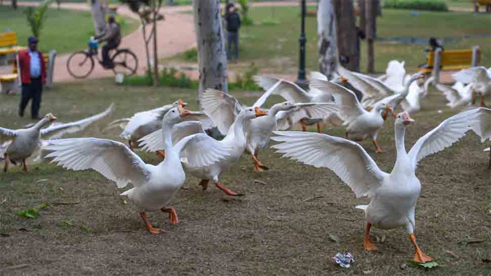 Days ahead of Maha Kumbh Mela, bird flu scare in Uttar Pradesh, Kanpur Zoo closed | India News | Zee News