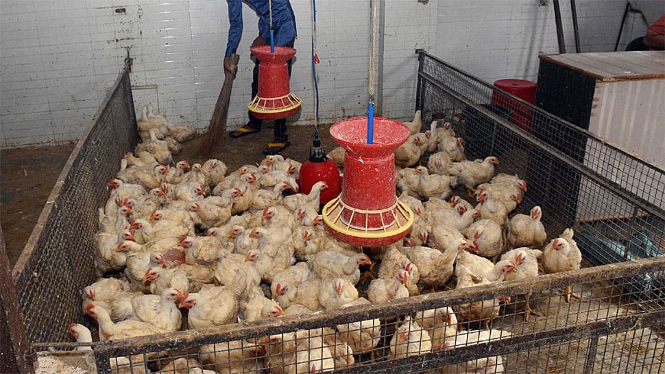 Bird flu outbreak in Maharashtra, 900 hens die at poultry farm