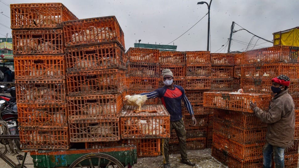 Avian Influenza: More cases confirmed in Rajasthan, Uttar Pradesh, Himachal Pradesh, Madhya Pradesh