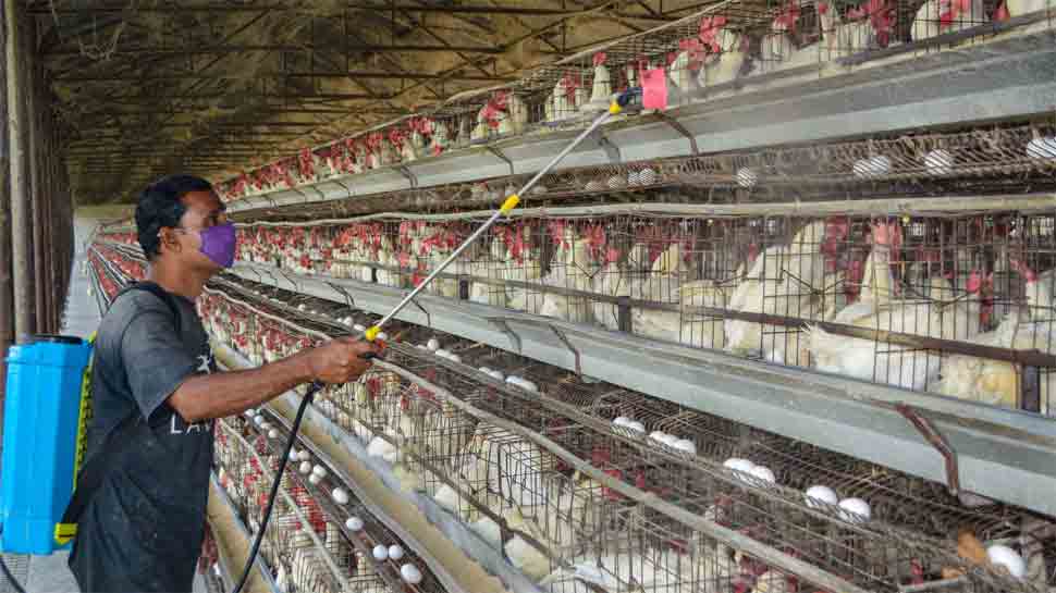 Bird flu confirmed in 9 states for poultry, 12 states for crow, wild birds, check list