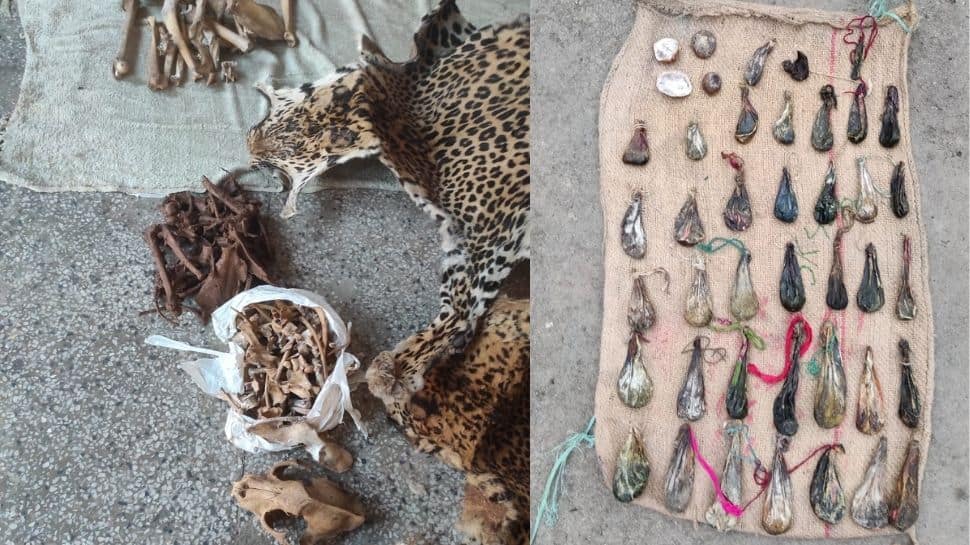 Illegal wildlife poaching case: 8 leopard pelts, 38 bear biles and more seized in J&amp;K; 2 kingpins held