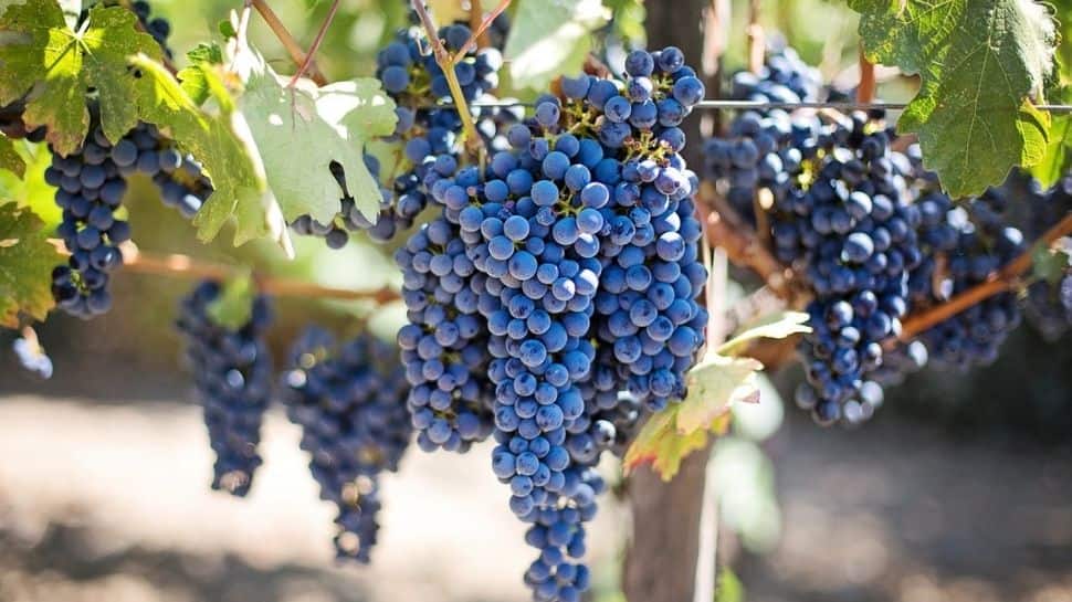 Eating grapes may protect against sunburn, UV damage to skin