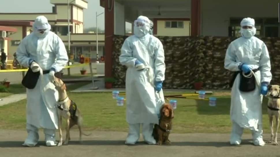 First in India! Army uses dogs to detect COVID-19: WATCH
