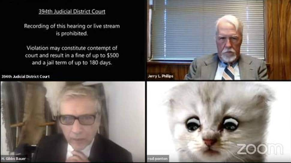 lawyer cat zoom video