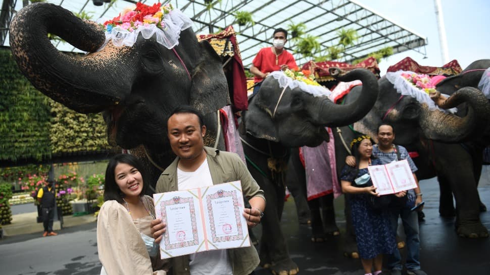 Valentine&#039;s Day: Couples in Thailand tie the knot on elephants - See pics