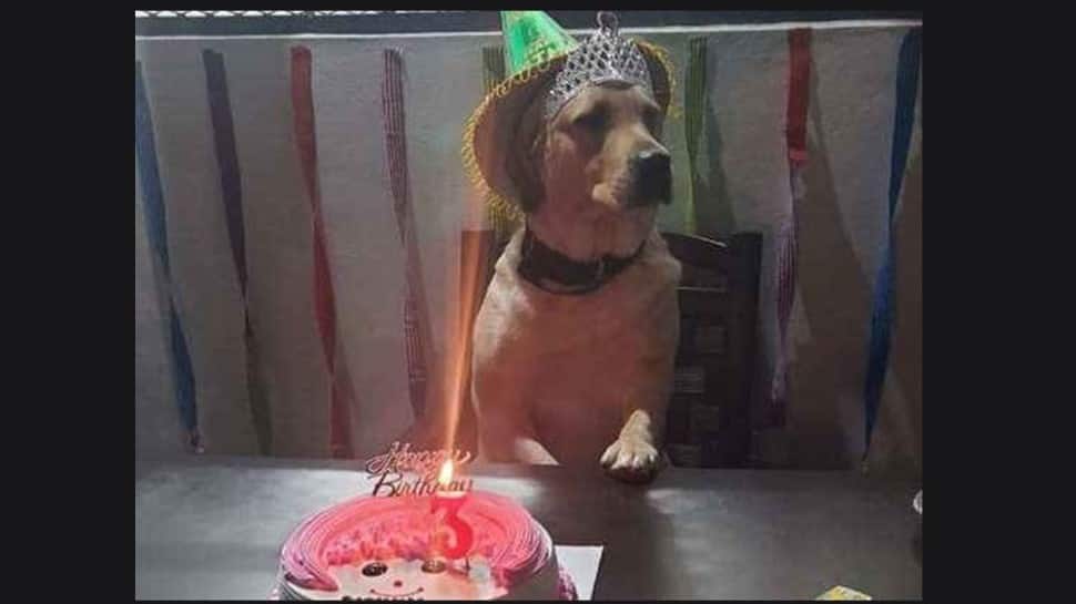 Dog part of Donald Trump&#039;s security drill turns three; Muzaffarnagar police celebrate birthday