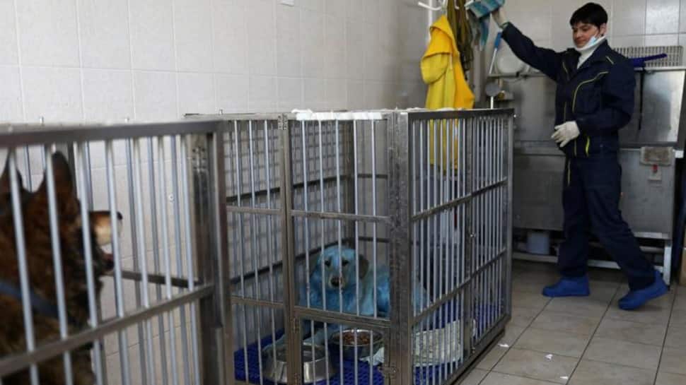 Dog with blue fur is pictured inside a cage at a veterinary hospital