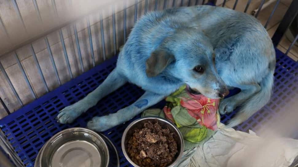 A dog with blue fur