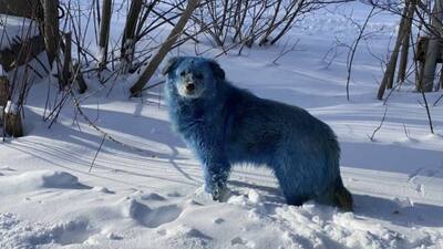 Dog with blue fur is pictured in Russia