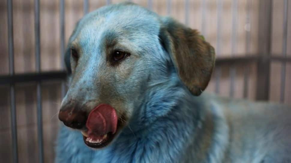Stray dog with bright blue fur 