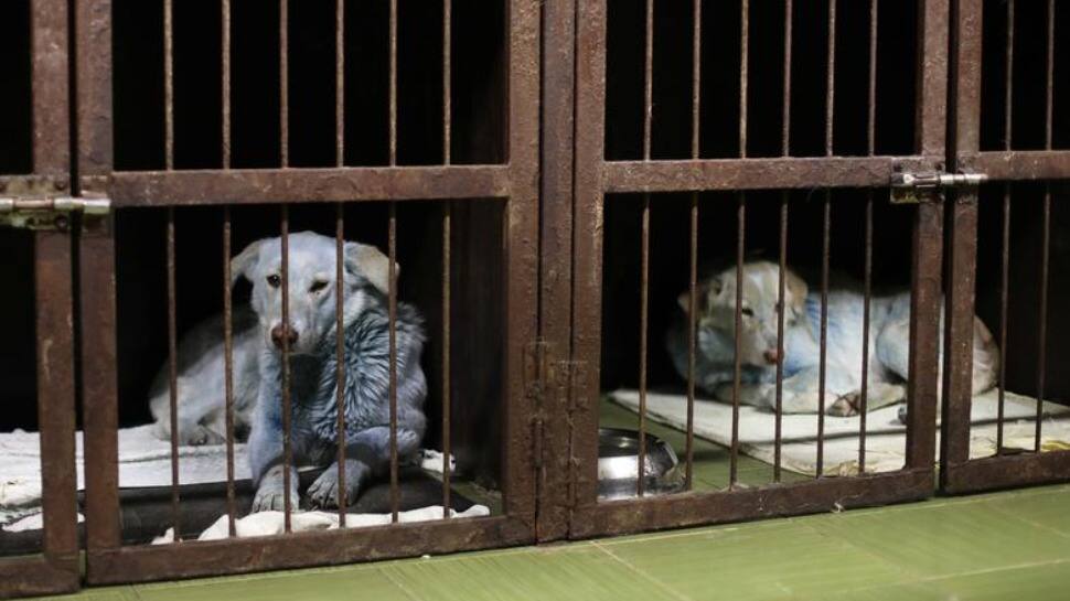 Dogs with blue fur are pictured inside a cage at a veterinary clinic