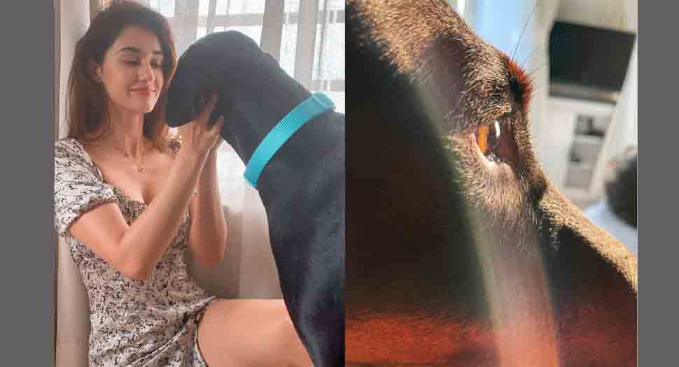 Disha Patani gushes over pet dog Goku, shares adorable sunkissed picture