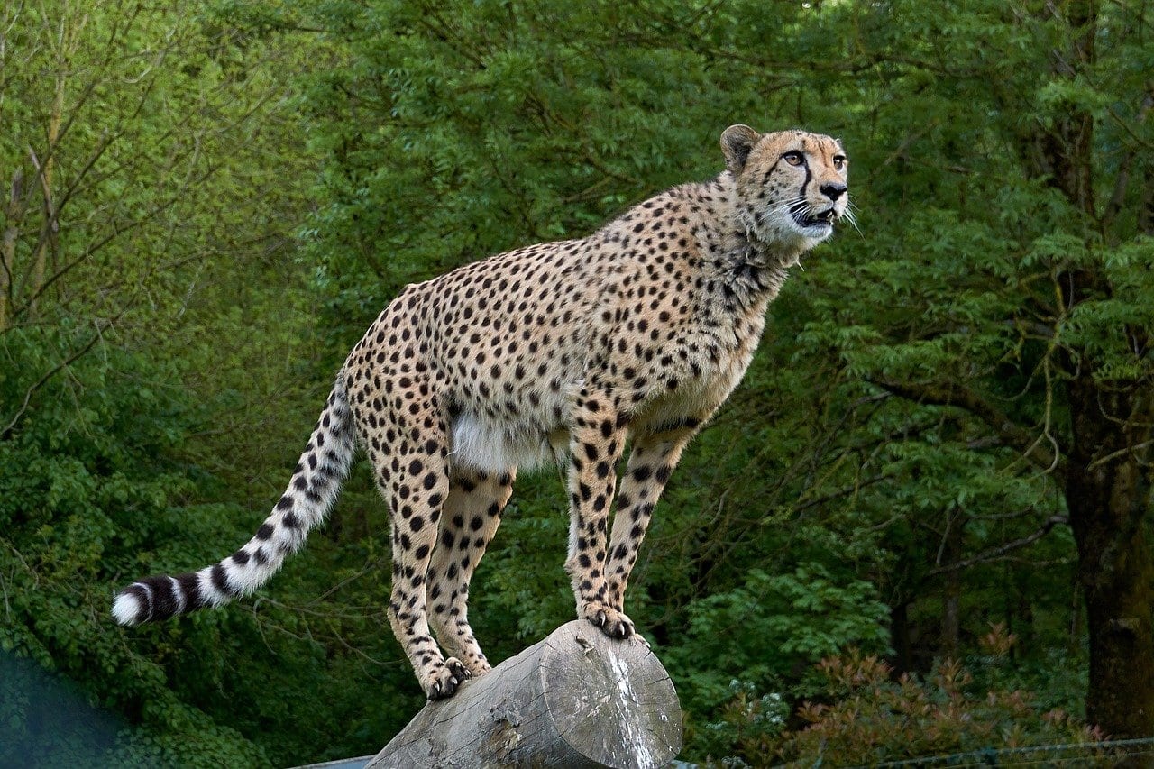 Extinct in 1952, Indian govt to bring back this big 'Wildcat' | News | Zee News Extinct in 1952, Indian govt to bring back this big 'Wildcat' | News | Zee News