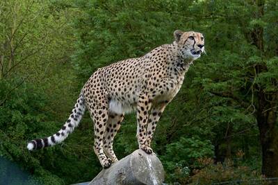 Why Cheetah went extinct?