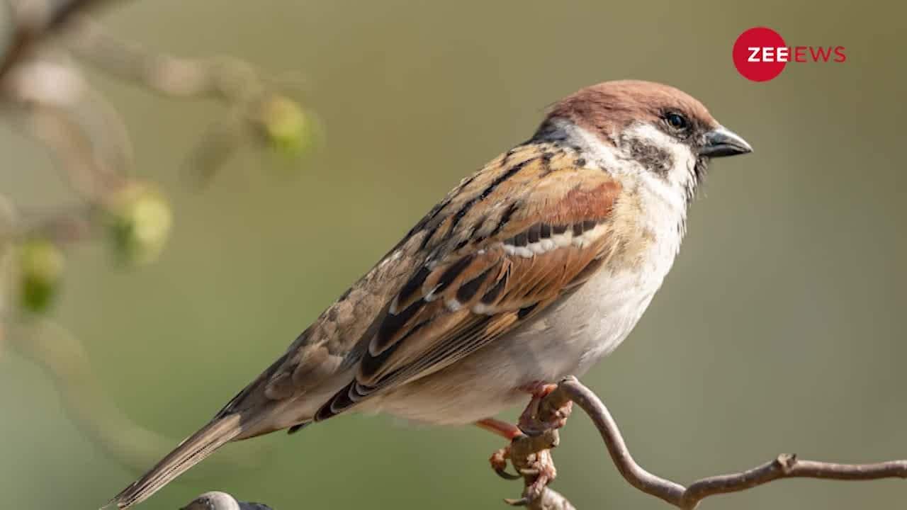 Why do Sparrows cheat on their partners ? Zee News