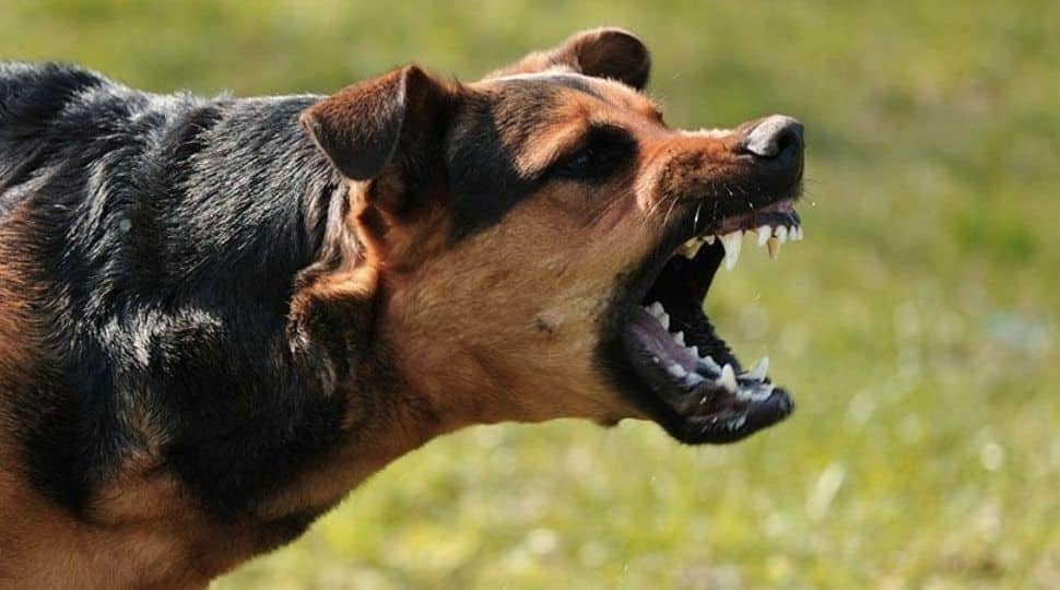 Stray dog carries body of newborn baby on govt hospital campus in Odisha, police start investigation