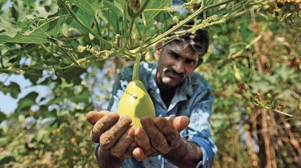 Maharashtra: Farmers start fresh fruit cake &#039;movement&#039; to sustain during pandemic