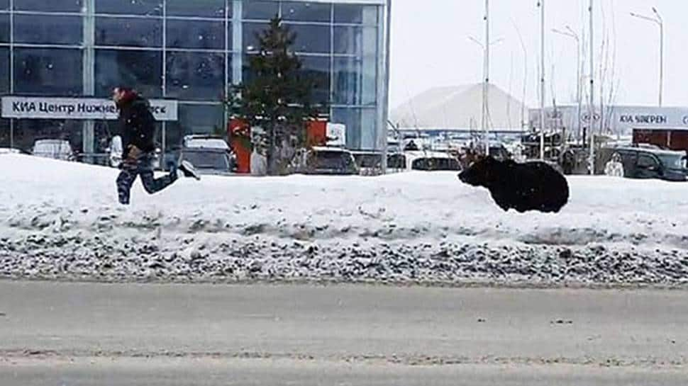 Bear chases down man across busy street in Russia, gets hit by bus