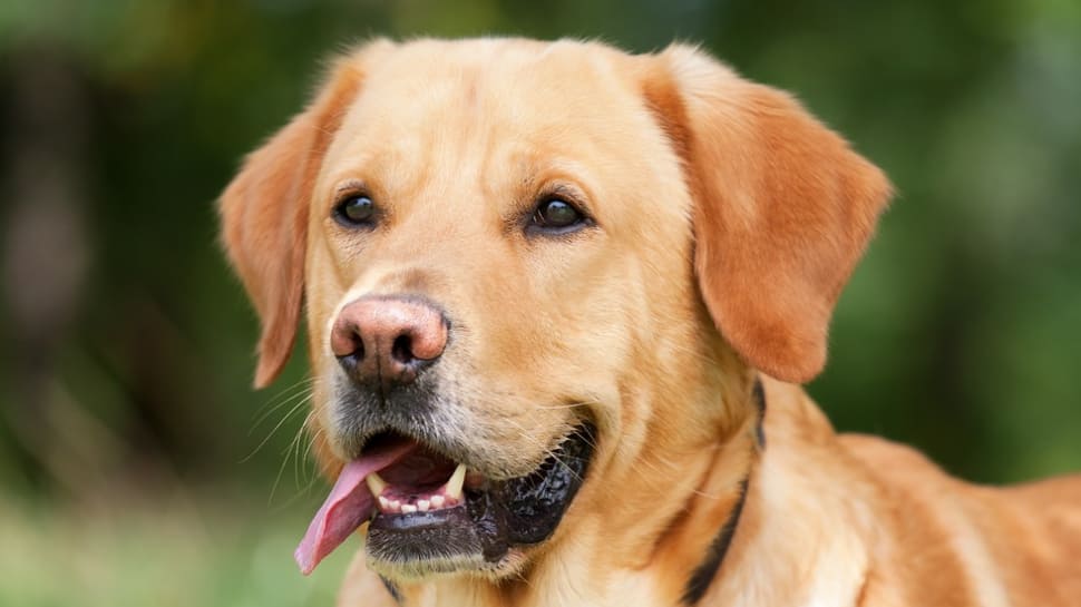 Labradors can lose their top spot by THIS breed of dogs to become &#039;most popular in US&#039;