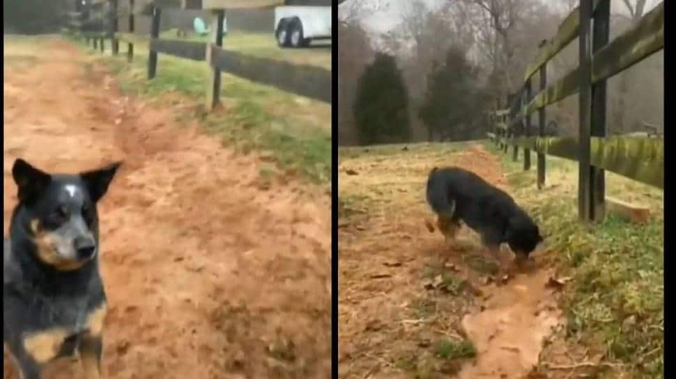 This &#039;intelligent&#039; dog&#039;s digging skills goes viral, netizens say can solve Suez Canal blockade