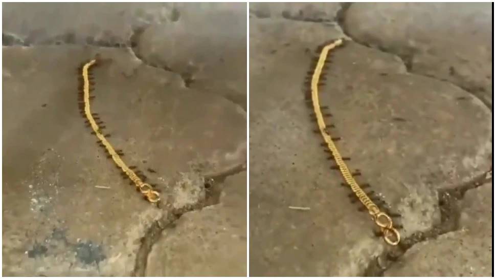 Video of ants &#039;stealing&#039; gold has taken over social media, netizens can&#039;t stop laughing