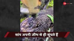 Viral Video: एक सांप जिसकी जीभ में लाइट सी चमकती है...