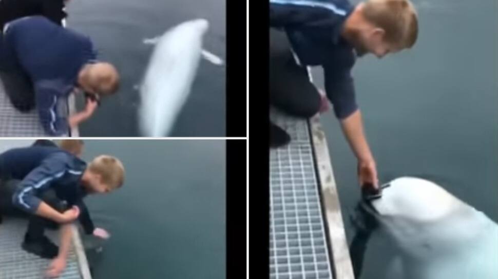 Man accidentally drops phone into water, see what the whale does next