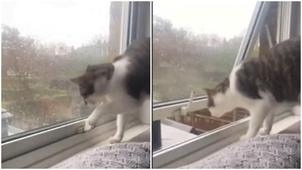 Smart cat opens window to get some fresh air