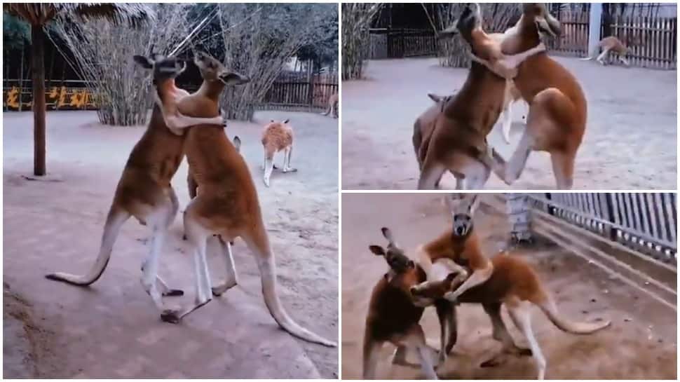 Kangaroo fight video goes viral, leaves viewers stunned - Watch