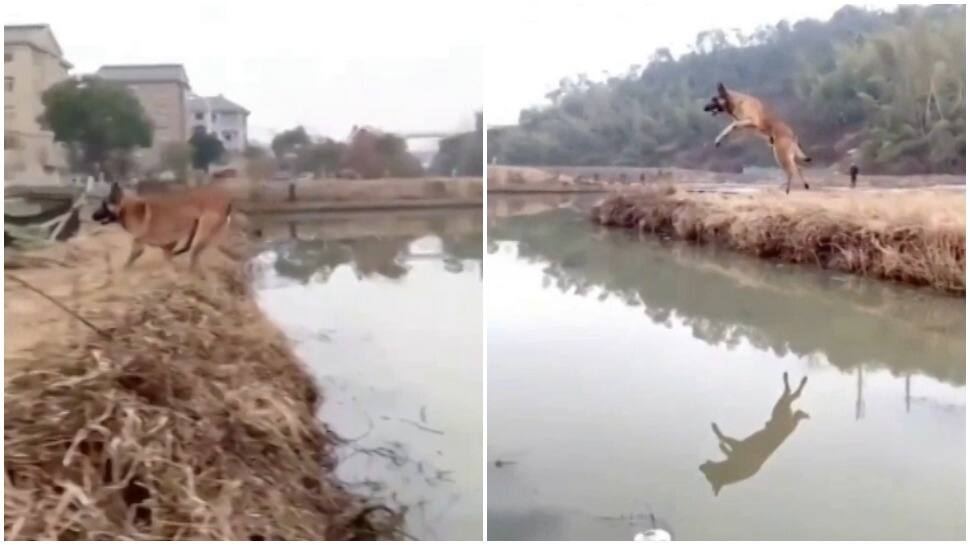Video of jaw-dropping jump across the canal by a dog goes viral -- Watch