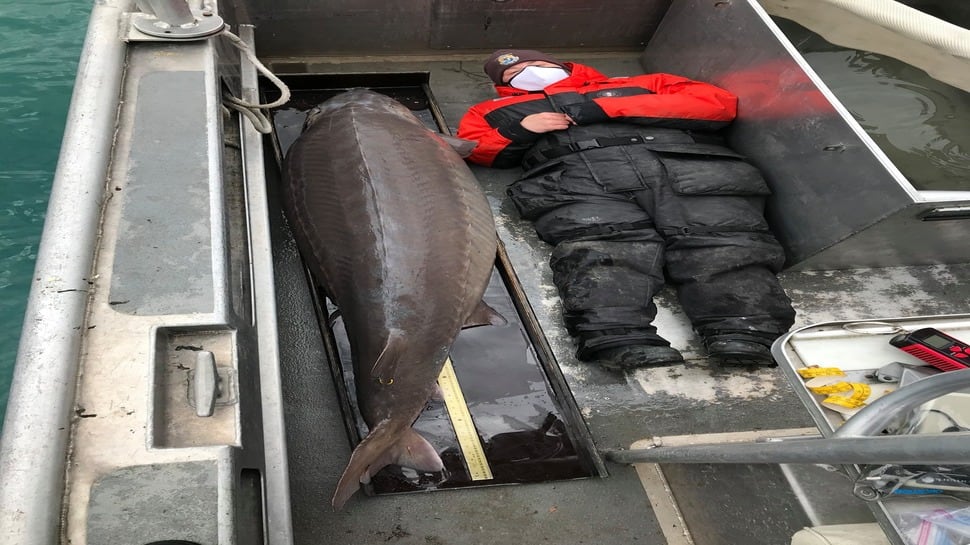 What the fish! Over 100-year-old 2-metre-long lake sturgeon caught in US, pic goes viral