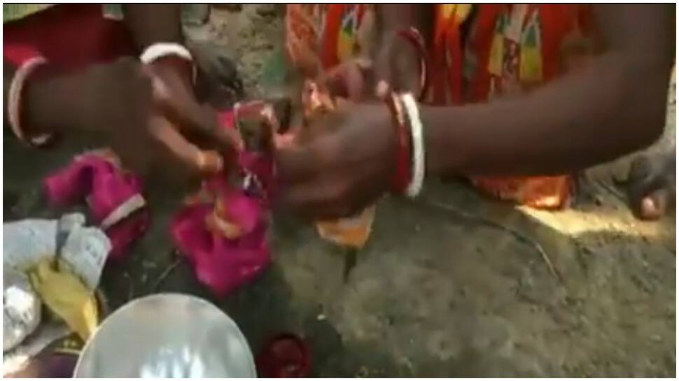 Watch viral video of frogs marriage in Tripura to please the God of rain