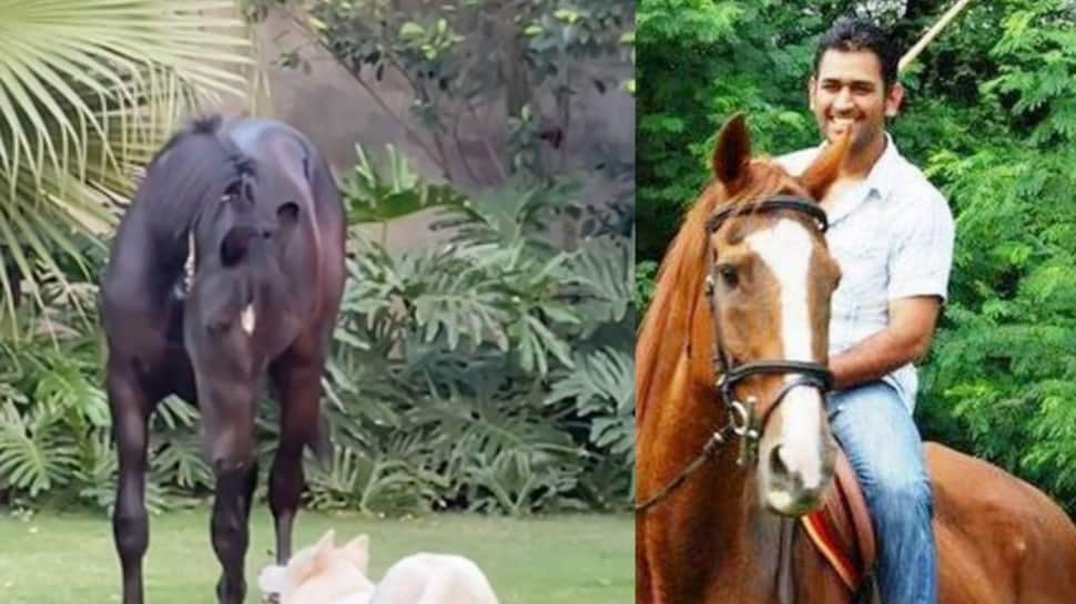 IPL 2021: CSK skipper MS Dhoni adds horse to his farmhouse, names it ‘Chetak’ - WATCH