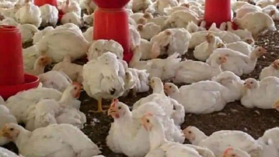 Punjab: Bird flu detected at Ludhiana&#039;s poultry farm, panel formed to oversee culling 