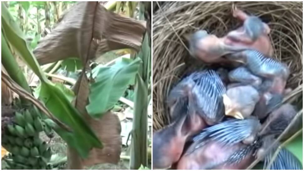 Elephants destroy garden but leave plant with nest unharmed, watch viral video