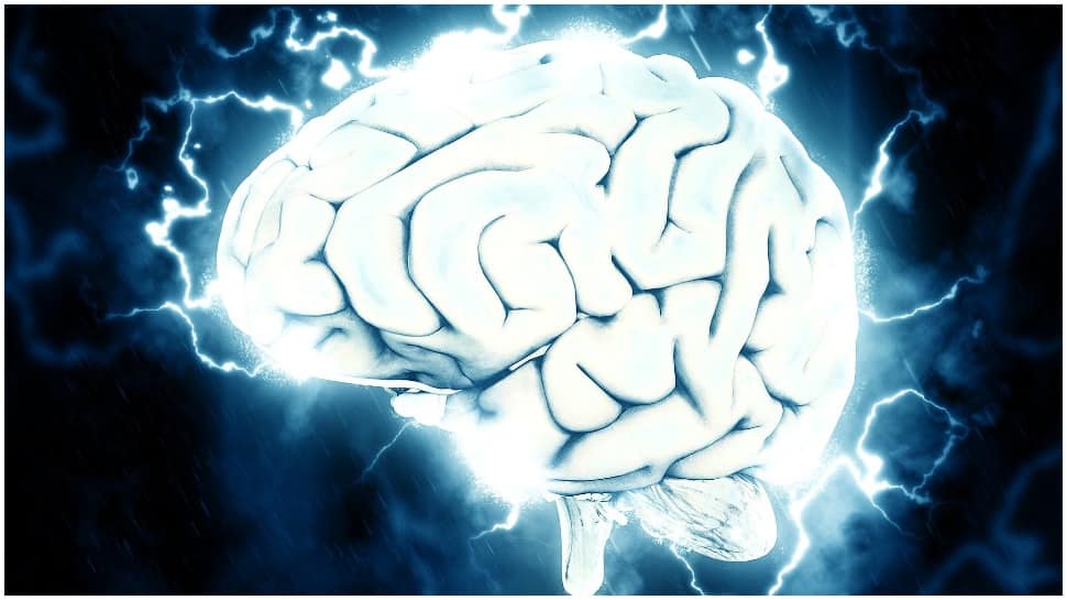How do proteins affect processing of information in brain: Study How do proteins affect processing of information in brain: Study