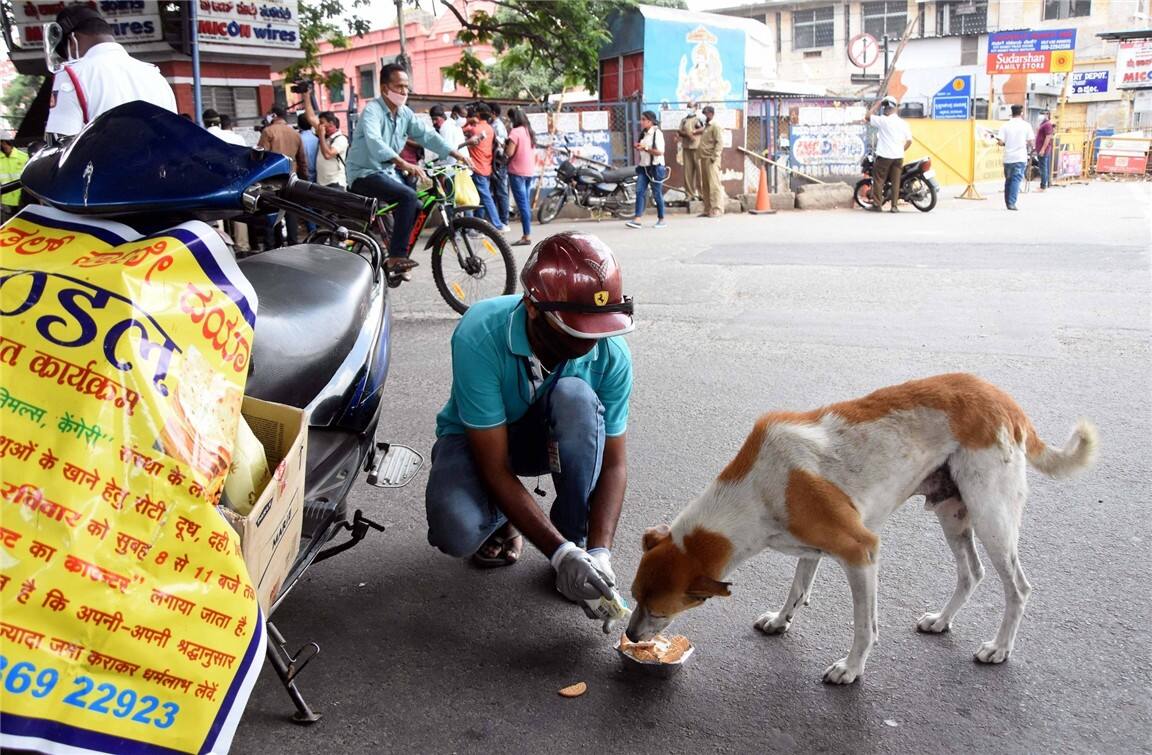 A special organization makes sure stray dogs don't go hungry during the lockdown in Bengaluru