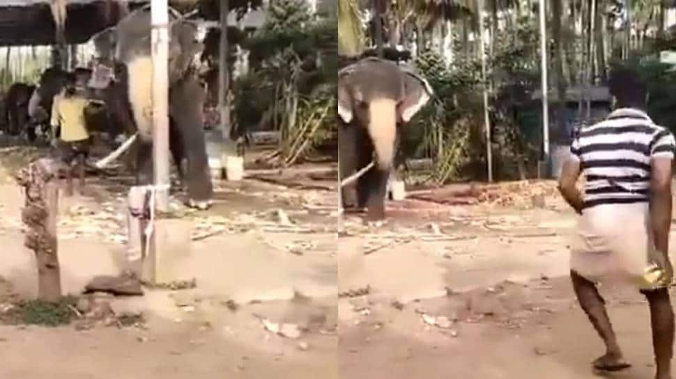 Elephant displays awesome batting skills, even Michael Vaughan is amused