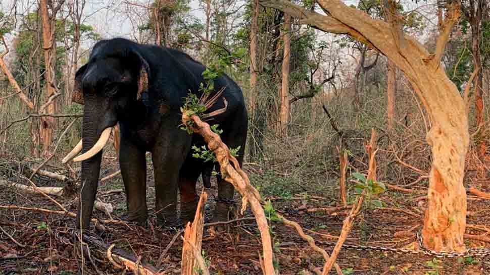 18 elephants killed in lightning strikes in Assam&#039;s Nagaon