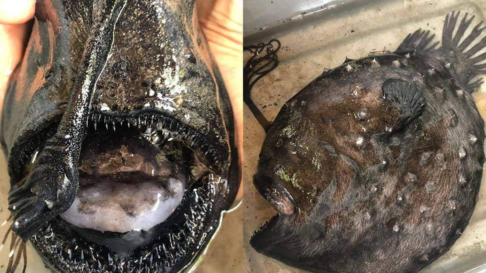 Strange and fascinating: Monstrous looking deep sea fish washes up on California beach 