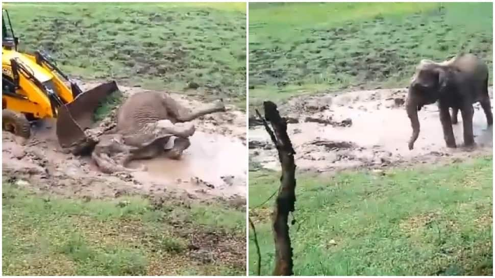 Female elephant stuck in mud pool in Bandipur Tiger Reserve rescued with help of JCB - Watch