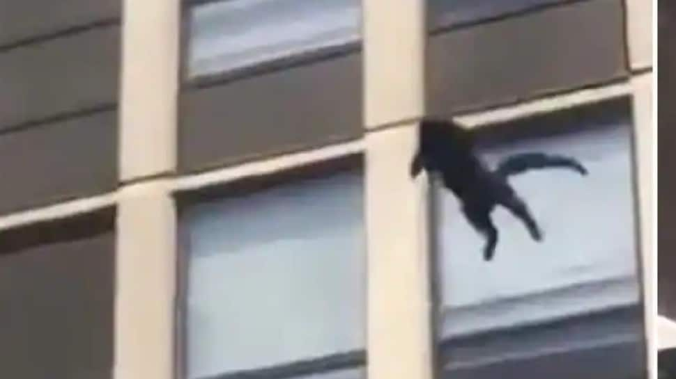 Like a ninja! Cat jumps from 5th floor of burning building, watch what happens next