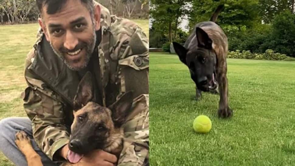 IPL: CSK skipper MS Dhoni plays fetch with his dogs, video goes viral – WATCH