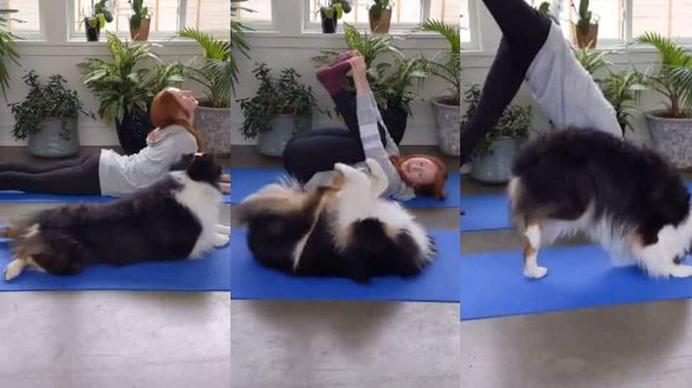 Netizens go crazy over this clip of adorable dog doing yoga, video goes viral