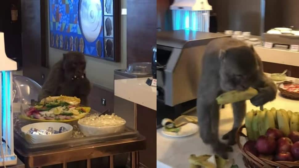 Monkey enjoys Air India lounge buffet at Delhi airport, watch viral