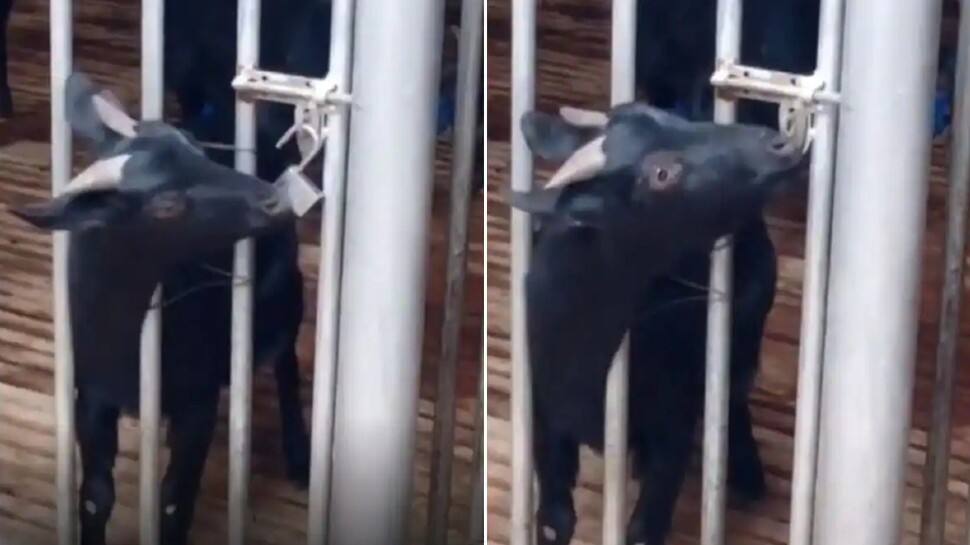 Clever goat unlocks cage and causes mayhem, watch what happens next