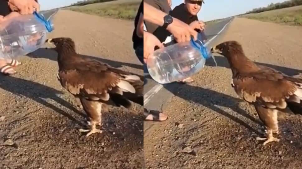 Man helps parched eagle drink water, netizens express gratitude: Watch