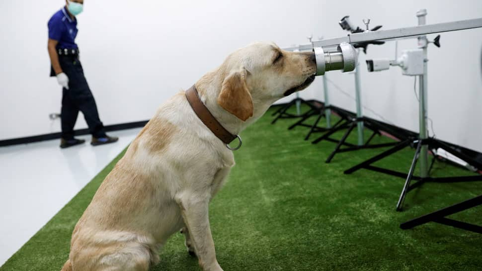 Sniffer dogs can detect COVID-19 accurately and faster than RT-PCR tests, new research shows