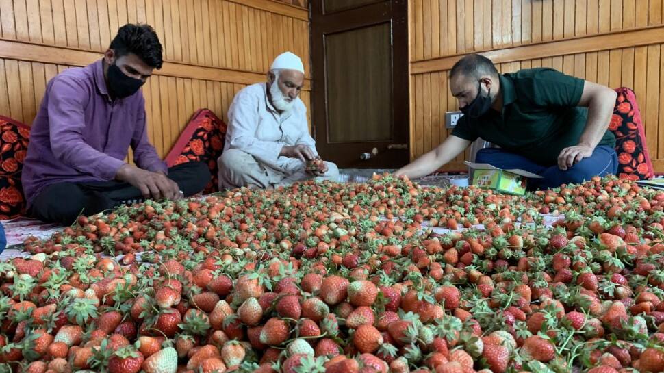 Bumper strawberry produce in Kashmir, but market closure leads to huge losses